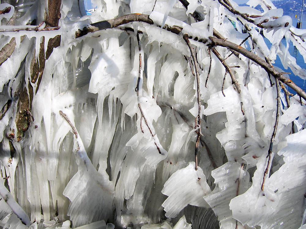 bains_arbre glacé