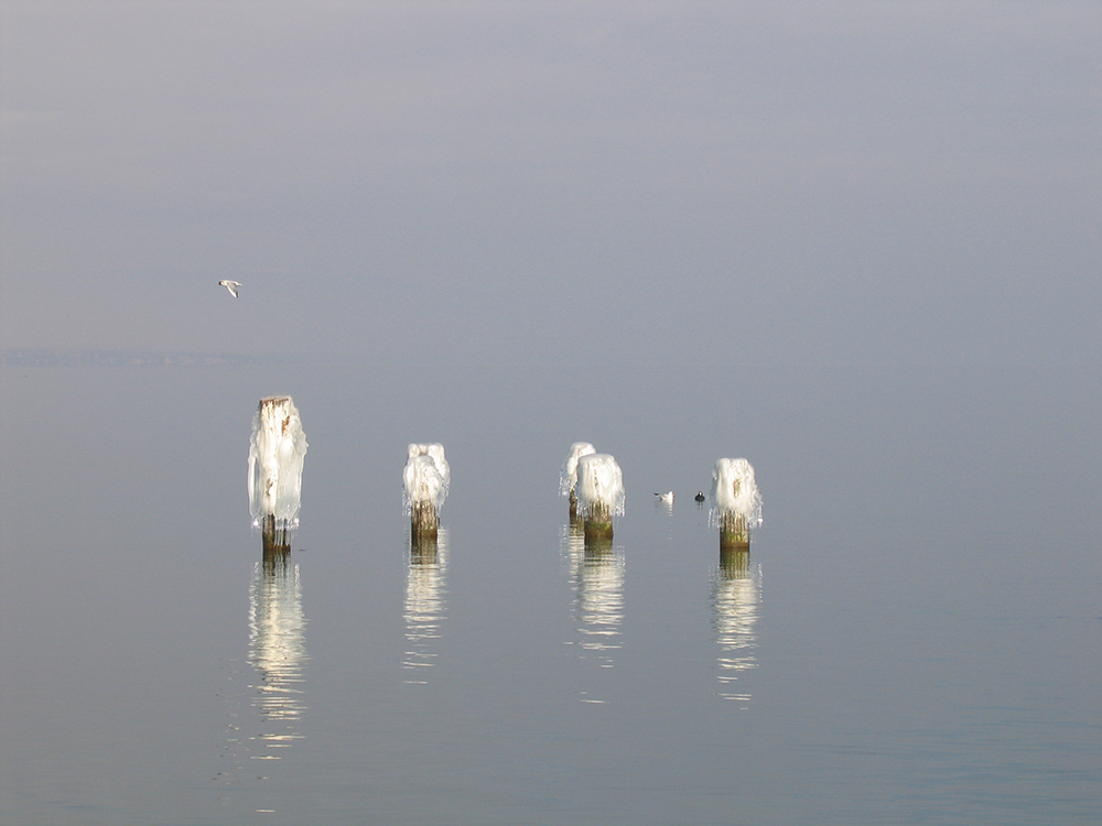 bains_envol oiseau